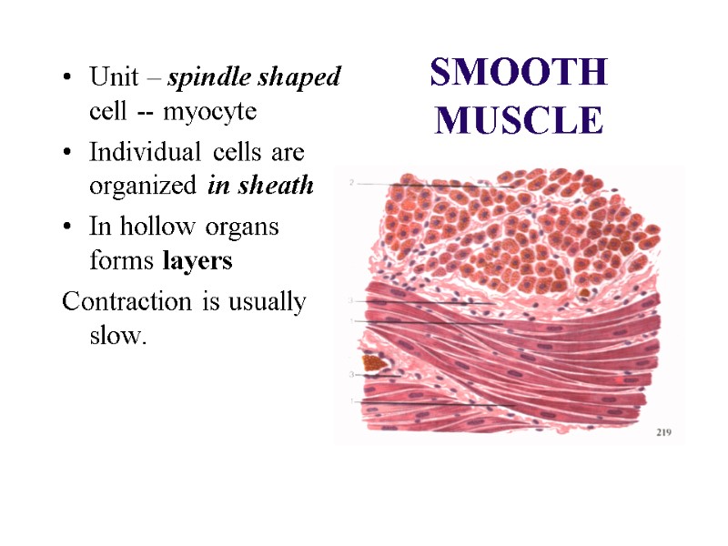 SMOOTH MUSCLE Unit – spindle shaped cell -- myocyte Individual cells are organized in SMOOTH MUSCLE Unit – spindle shaped cell -- myocyte Individual cells are organized in